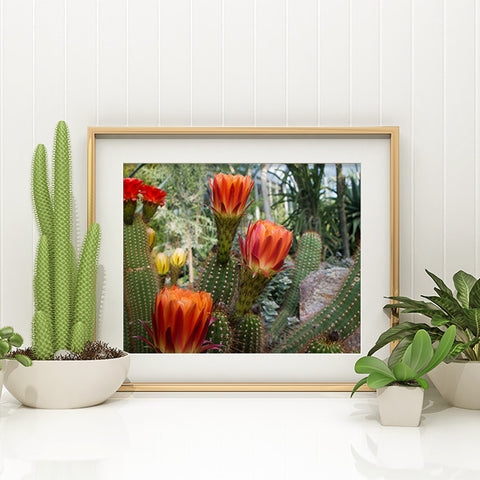 Flowering Cactus Garden Art Print - Desert Art - april bern art & photography