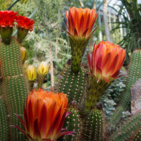 Flowering Cactus Garden Art Print - Desert Art