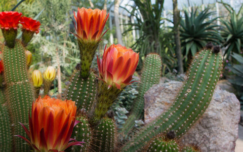 Flowering Cactus Garden Art Print - Desert Art - april bern art & photography