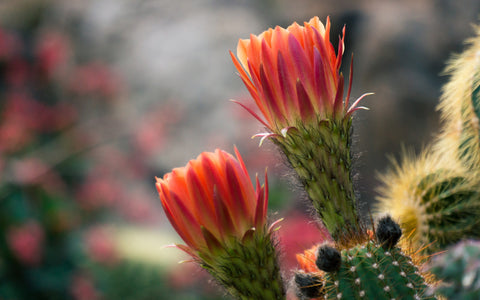 Flowering Cactus Photo, Cactus Photography - april bern art & photography