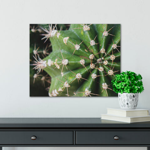 Cactus Wall Art - Ready To Hang Gallery Wrap Canvas Print - april bern art & photography