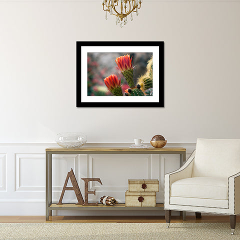 Flowering Cactus Photo, Cactus Photography - april bern art & photography
