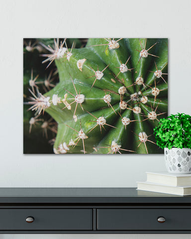 Cactus Wall Art - Ready To Hang Gallery Wrap Canvas Print - april bern art & photography