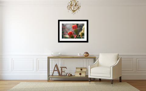 Flowering Cactus Photo, Cactus Photography - april bern art & photography
