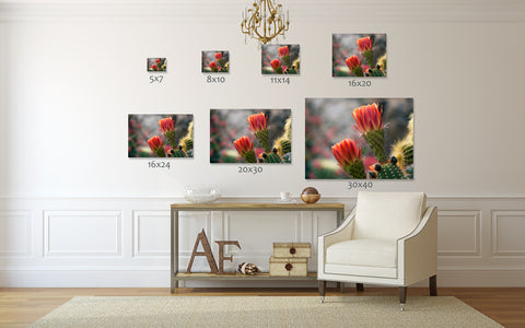 Flowering Cactus Photo, Cactus Photography - april bern art & photography