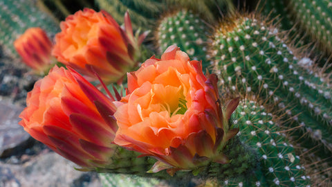 Printable Wall Art - Cactus Flower Instant Download
