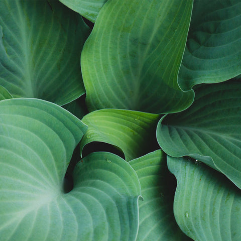 Hosta Leaves Gallery Wrap Canvas, Ready to Hang Canvas Wall Art - april bern art & photography