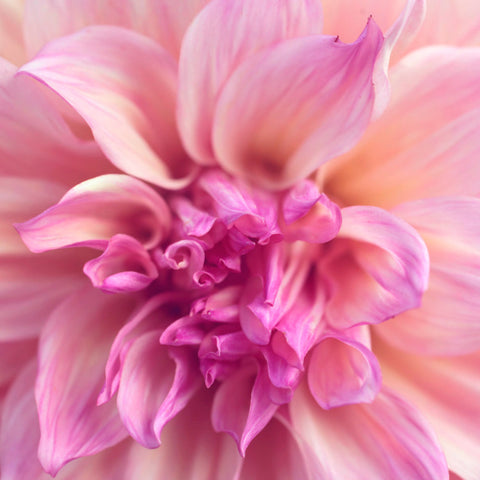 Flower Photography, Fine Art Photography, Dahlia Photo, Botanical Photography - april bern art & photography