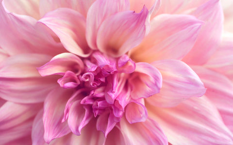 Flower Photography, Fine Art Photography, Dahlia Photo, Botanical Photography - april bern art & photography