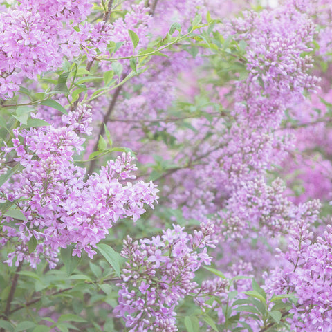 Dreamy Lilac Fine Art Photography - april bern art & photography