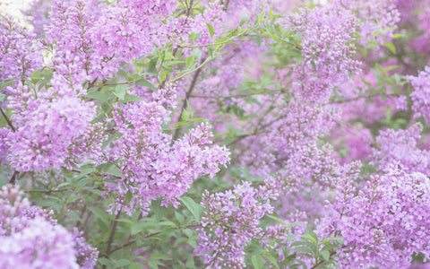 Dreamy Lilac Fine Art Photography - april bern art & photography