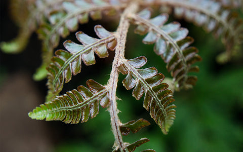 Fern Photography, Green Wall Decor, Nature Photo - april bern art & photography