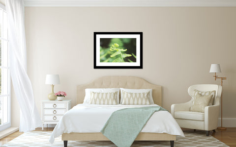 Unfurl 2- Spring Fern Nature Photography - april bern art & photography