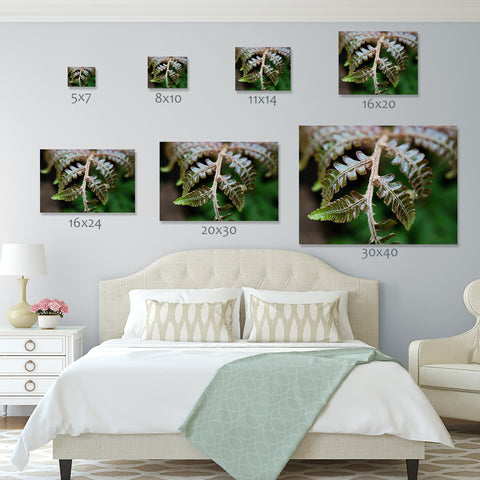 Fern Photography, Green Wall Decor, Nature Photo - april bern art & photography