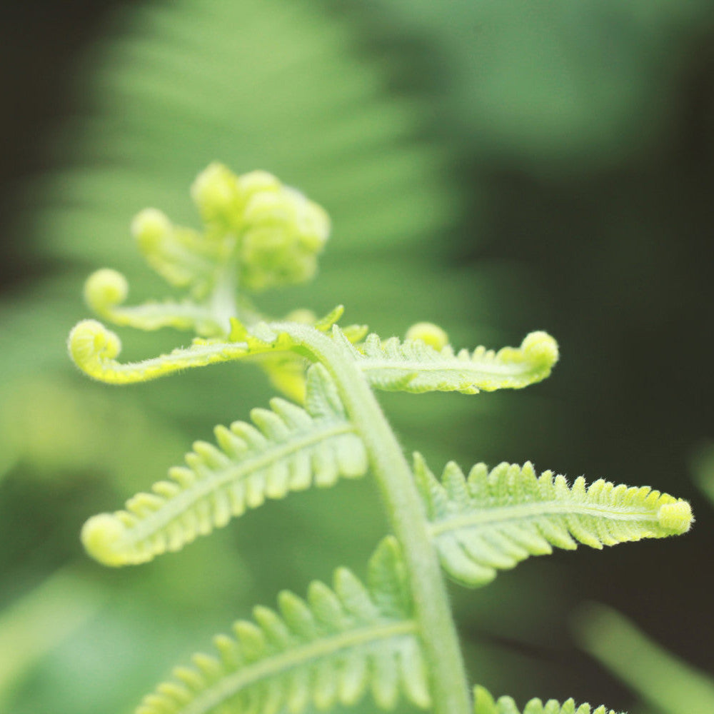 Unfurl 2- Spring Fern Nature Photography - april bern art & photography