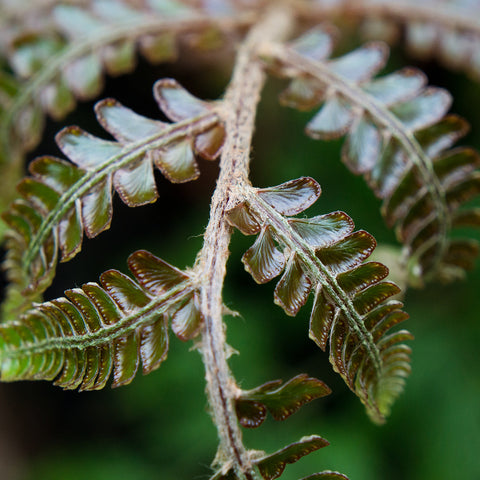 Fern Photography, Green Wall Decor, Nature Photo - april bern art & photography