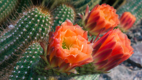 Flowering Cactus Fine Art Photo Print - april bern photography