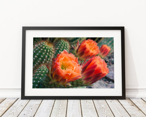 Flowering Cactus Fine Art Photo Print - april bern photography