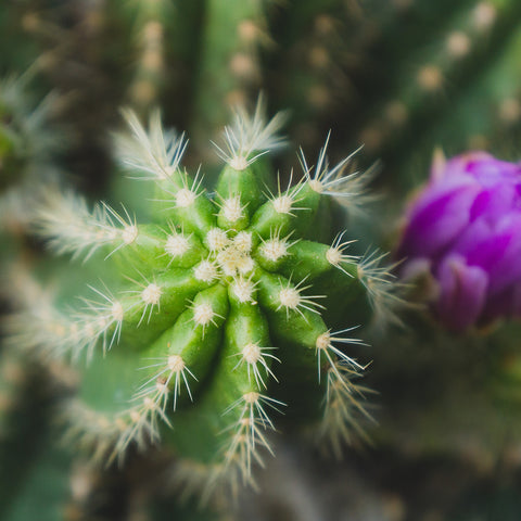 Flowering Cactus Fine Art Photograph, Southwest Home Decor