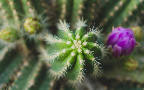 Flowering Cactus Fine Art Photograph, Southwest Home Decor - april bern art & photography