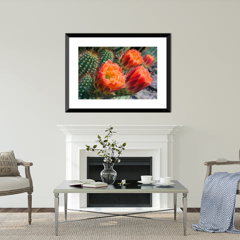 Flowering Cactus Fine Art Photo Print - april bern photography