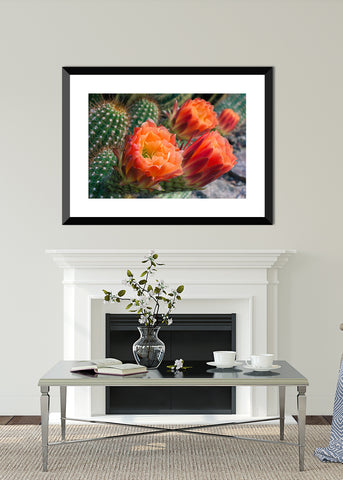 Flowering Cactus Fine Art Photo Print - april bern photography
