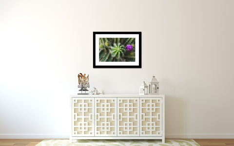 Flowering Cactus Fine Art Photograph, Southwest Home Decor - april bern art & photography