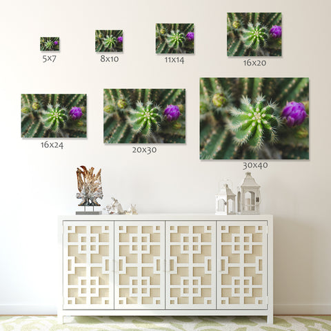 Flowering Cactus Fine Art Photograph, Southwest Home Decor - april bern art & photography