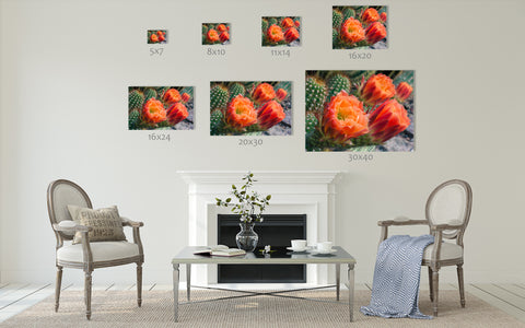 Flowering Cactus Fine Art Photo Print - april bern photography