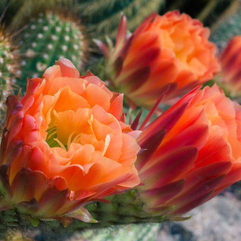 Flowering Cactus Fine Art Photo Print