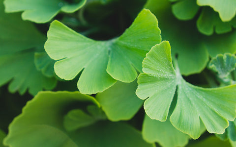 Ginko Leaves Botanical Art - april bern art & photography
