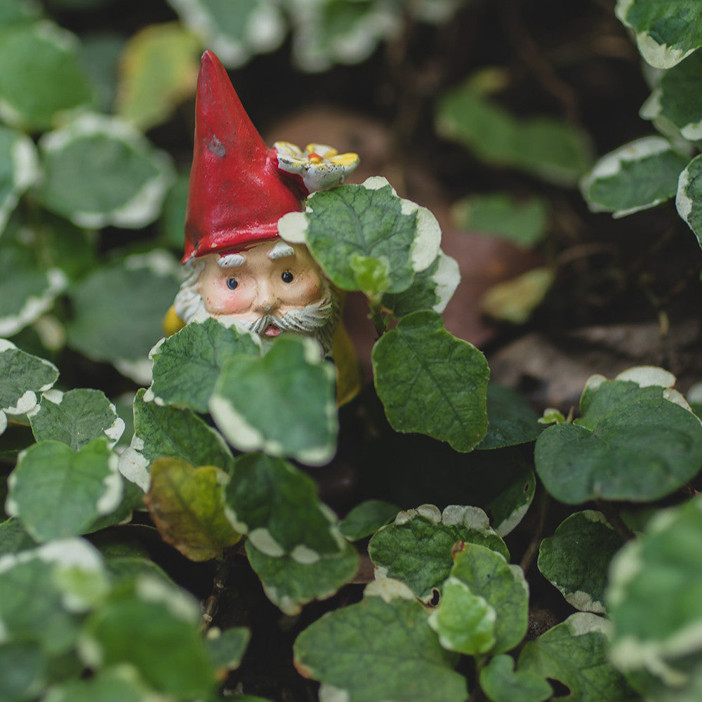 Garden Gnome Fine Art Print - Hide and Seek - april bern art & photography
