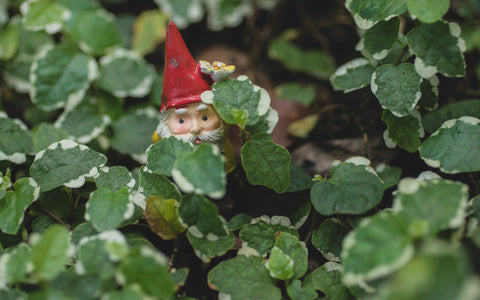 Garden Gnome Fine Art Print - Hide and Seek - april bern art & photography