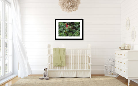 Garden Gnome Fine Art Print - Hide and Seek - april bern art & photography