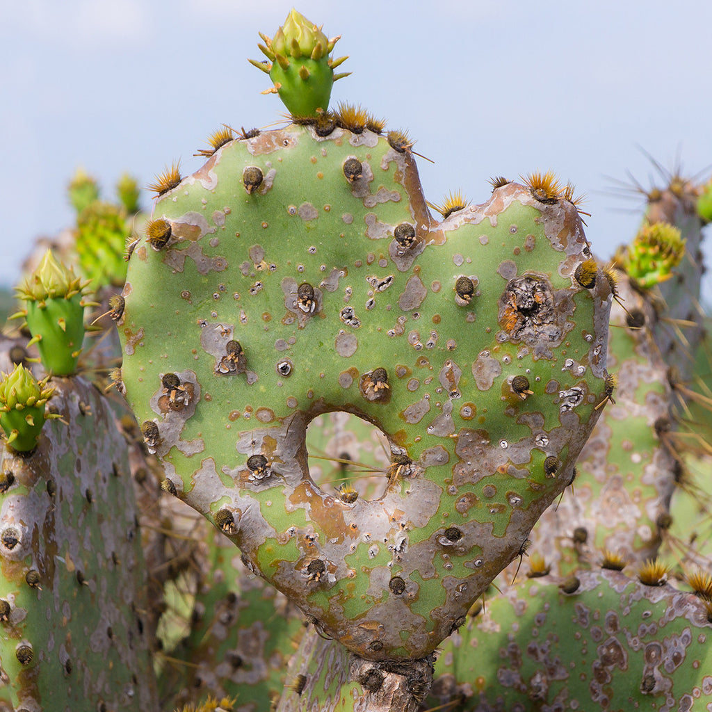 Cactus Heart Fine Art Print, Southwesten Desert Photo - april bern art & photography