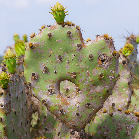 Cactus Heart Fine Art Print, Southwesten Desert Photo - april bern art & photography