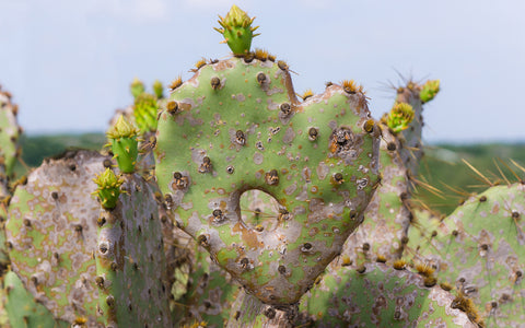 Cactus Heart Fine Art Print, Southwesten Desert Photo - april bern art & photography