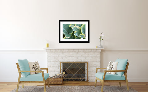 Hosta Leaves Fine Art Photography, Abstract Leaf Photo - april bern art & photography