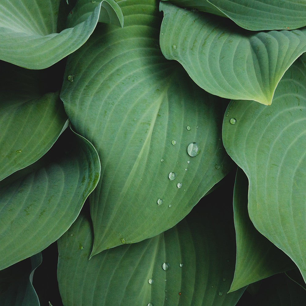 Abstact Hosta Leaves Wall Art- Green Home Decor - april bern art & photography
