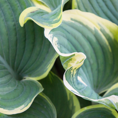 Hosta Leaves Fine Art Photography, Abstract Leaf Photo - april bern art & photography