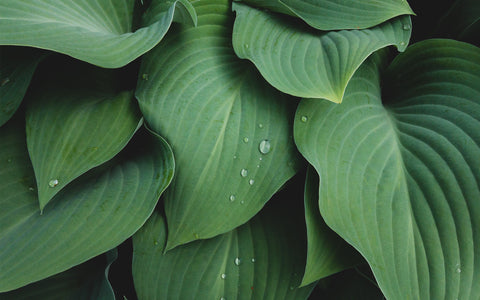 Abstact Hosta Leaves Wall Art- Green Home Decor - april bern art & photography