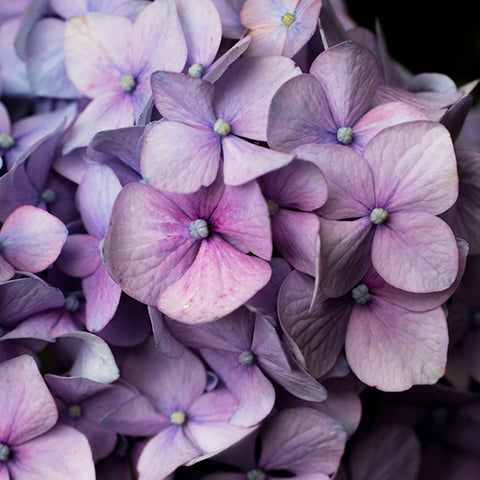Hydrangea Art Print - april bern art & photography