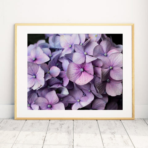 Hydrangea Art Print