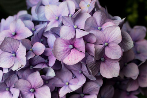 Printable Hydrangea Wall Art - Instant Download - april bern photography