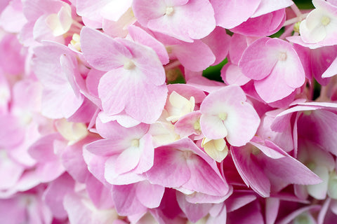 Printable Pink Hydrangea Wall Art - Instant Download - april bern photography