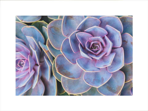 Instant Download 36"x48"- Succulent