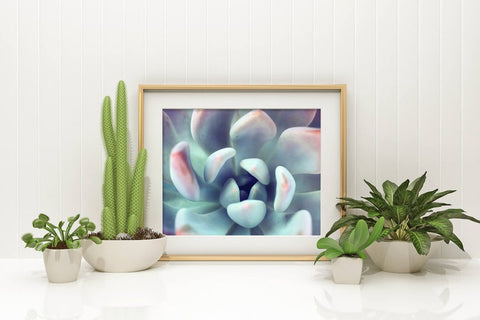Succulent Fine Art Photography - april bern art & photography