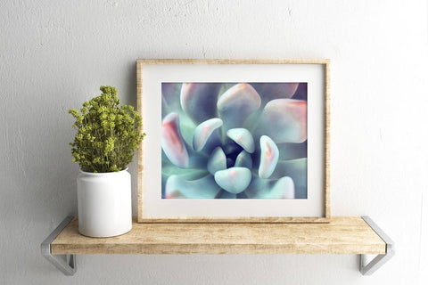Succulent Fine Art Photography - april bern art & photography