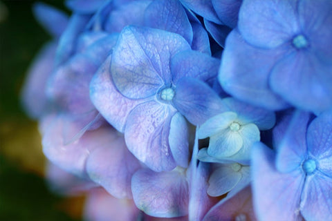 Purple Hyrangea Printable Wall Art - april bern photography