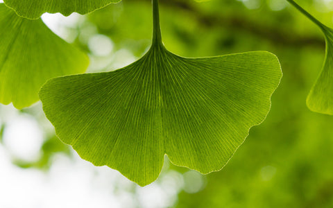 Ginkgo Tree Photograph, Ginkgo Leaf Photo - april bern art & photography